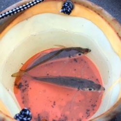 短時間アジング