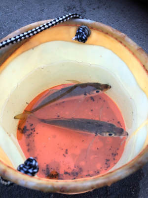 短時間アジング