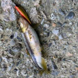 渓流に癒されて