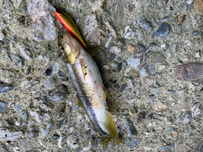 渓流に癒されて