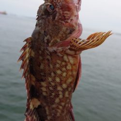 ヒトデラッシュ