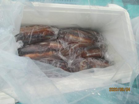 スルメイカ　51杯と絶好調！