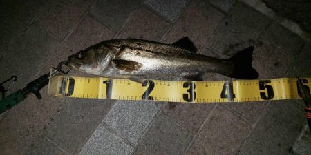 釣れれば何より　潮見さざなみ公園・汐見運河…