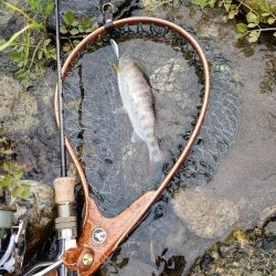 綺麗な8寸アマゴ他