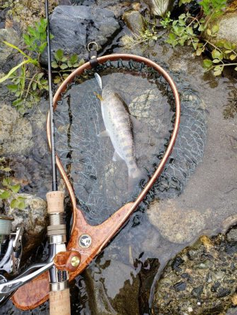 綺麗な8寸アマゴ他