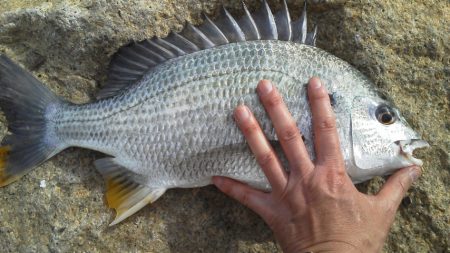 なんとか釣れた