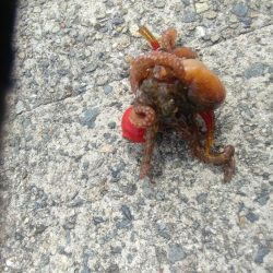 ショアｼﾞｷ撃沈　タコ少々