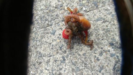 ショアｼﾞｷ撃沈　タコ少々