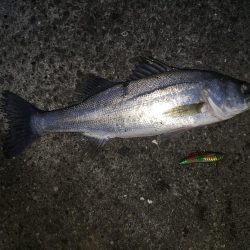 朝まずめシーバス+傷ついた外道