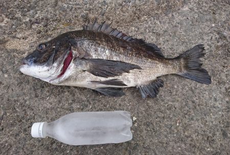 胴突でまさかのチヌ