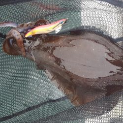 アオリイカあたり年