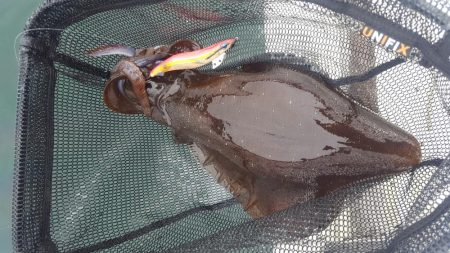 アオリイカあたり年