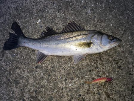 朝まずめシーバス