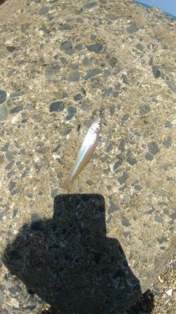 真っ昼間からキス釣り