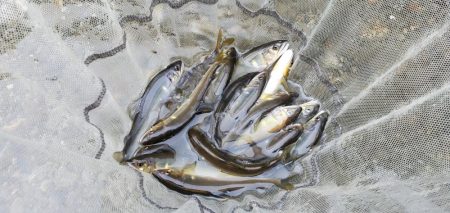 今年はよく追う