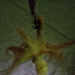 100均エギでタコ釣り