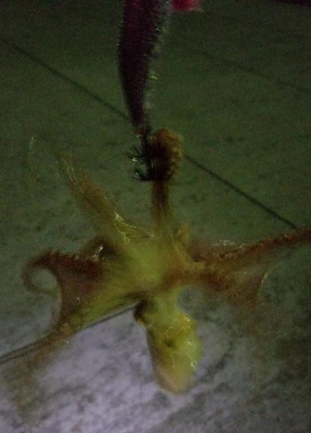 100均エギでタコ釣り