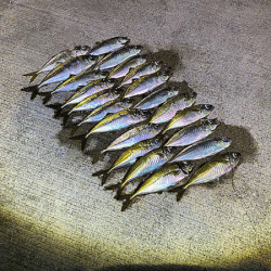 瀬戸内の島アジング（2020-9）