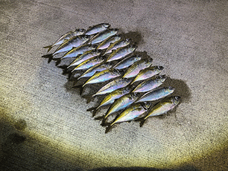 瀬戸内の島アジング（2020-9）