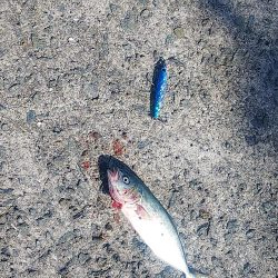 青物狙いでしたが