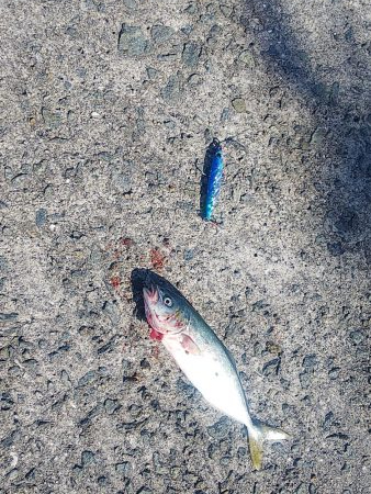 青物狙いでしたが