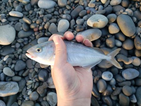 朝マズメとは？