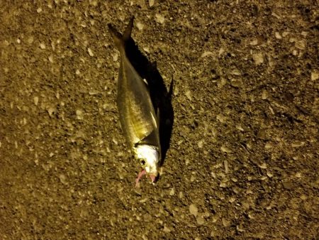 タコ狙い後、アジ、途中でカニ