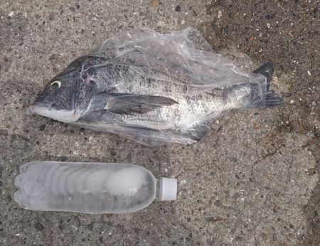 小鯖の猛攻をくぐりぬけて