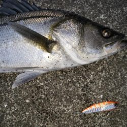 夕まずめシーバス