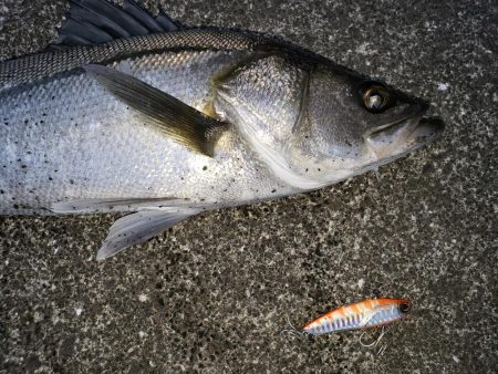 夕まずめシーバス