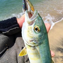 サーフ小型青物回遊