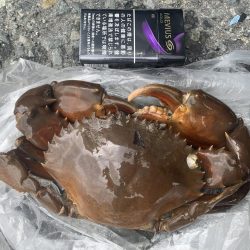 土曜日・日曜日の釣果