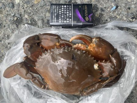 土曜日・日曜日の釣果