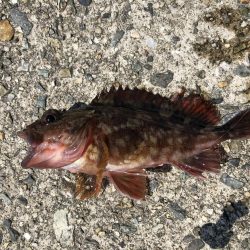 ガシラオンリー