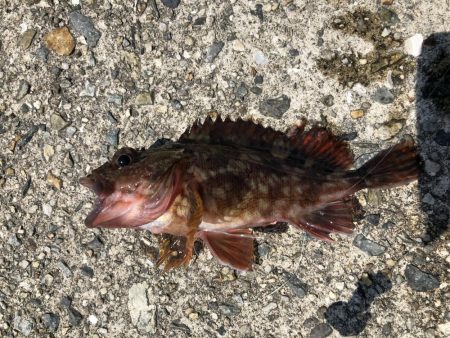 ガシラオンリー