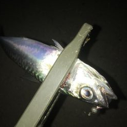 サバゲーと嬉しい外道