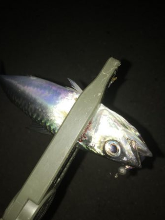 サバゲーと嬉しい外道