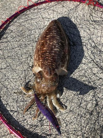アオリイカ狙いからの…