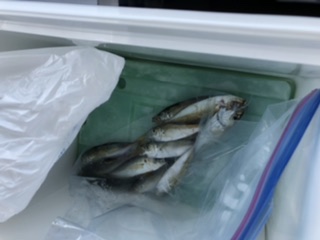 アジ、アオリイカ