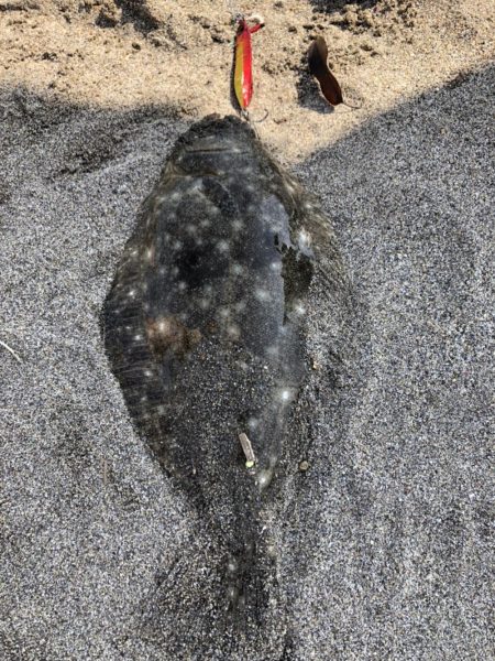 初ヒラメゲット