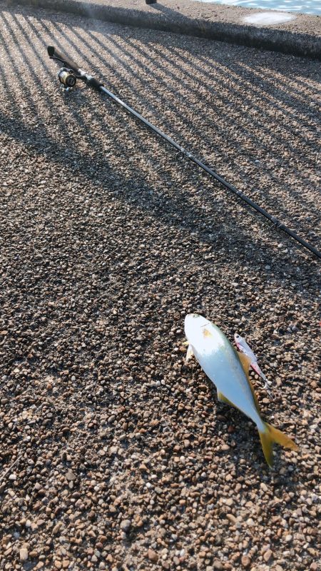 人工島水路 朝まずめ ツバス