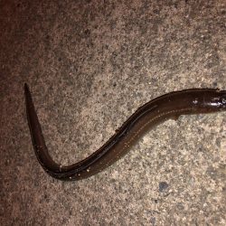 アナゴ、シリヤケ