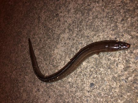 アナゴ、シリヤケ