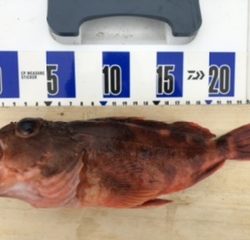 泉州丸さんで五目