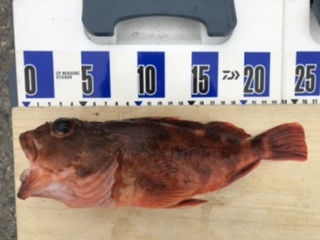 泉州丸さんで五目