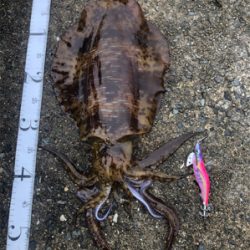 アオリ・コウイカ共 良型！