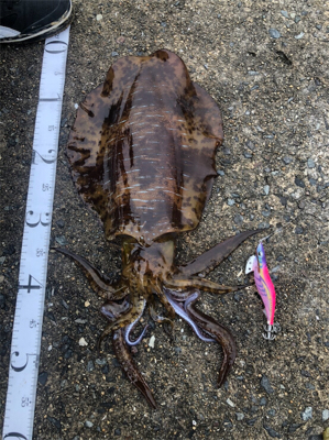 アオリ・コウイカ共 良型！