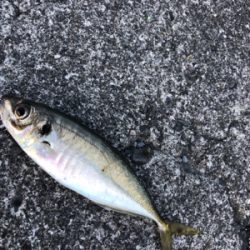 ジグパラマイクロスイム強し(笑)