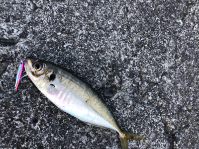 ジグパラマイクロスイム強し（笑）