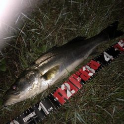 円山川シーバス